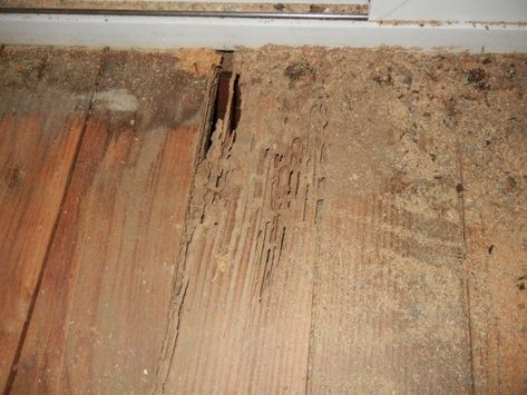 How to Identify and Treat Termite Damage to Hardwood Flooring Signs Of Termites, Termite Prevention, Wood Termites, Termite Damage, Termite Control, Citrus Oil, Building A Deck, Orange Oil, Hardwood Flooring