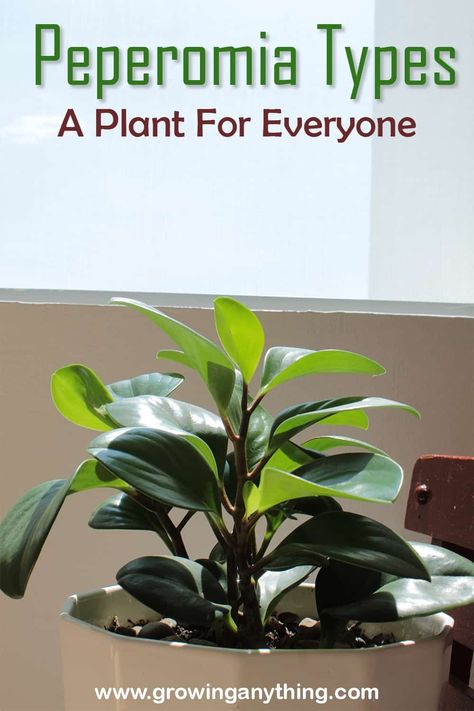 42 Peperomia Types: A Plant For Everyone Peperomia Plant, Plant Varieties, Rubber Plant, Evergreen Plants, Perfect Plants, Growing Indoors, Plant Needs, Ground Cover, Types Of Plants