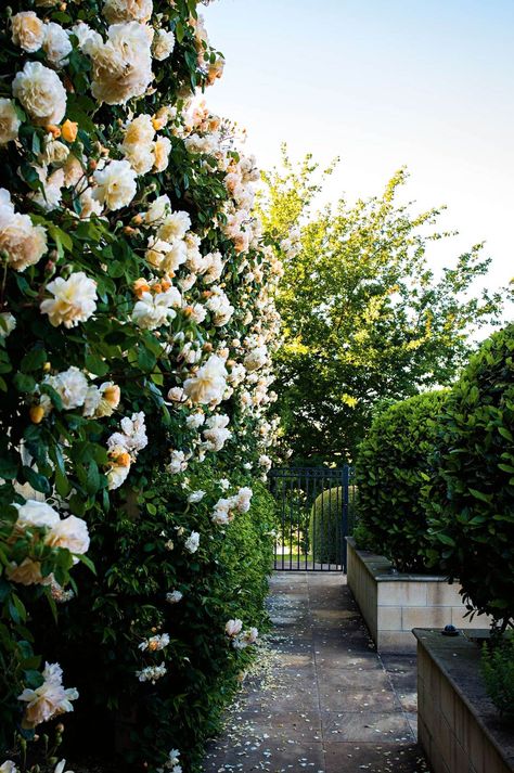 'Buff Beauty' roses climb a wall opposite shaped bay trees that mark the entrance to the vegetable garden. When To Prune Roses, Prune Roses, Pruning Roses, Rose Gardening, Best Roses, Add Value To Your Home, Rose Gardens, Hydrangea Garden, Australian Garden