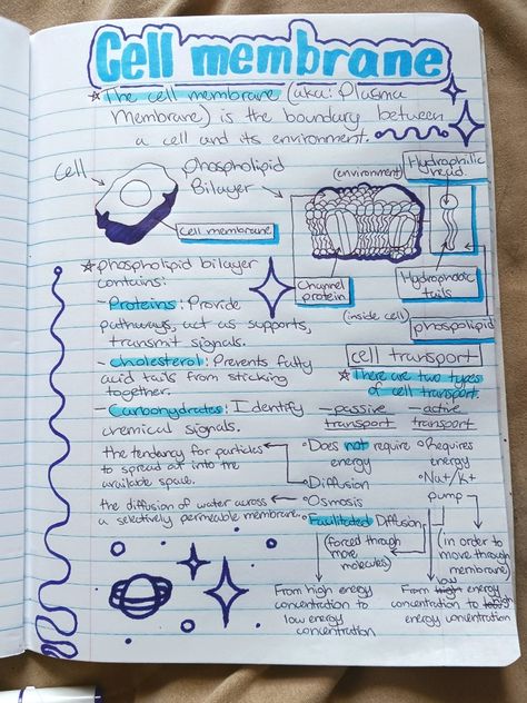 Biology Carbohydrates Notes, Grade 9 Biology Notes, What Is Cell Notes, Biology Summary Notes, Simple Biology Notes, Highschool Biology Notes, Preppy Science Notes, Nat 5 Biology Notes, Biology Equations