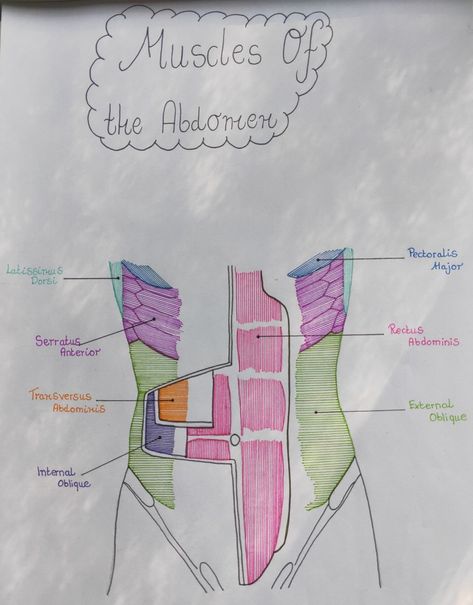 Physiotherapy Student Notes, Physical Therapy Student Aesthetic, Muscles Notes, Anatomy And Physiology Notes, Kinesiology Major, Pt Student, Muscles Anatomy, Physical Therapy School, Physical Therapy Student