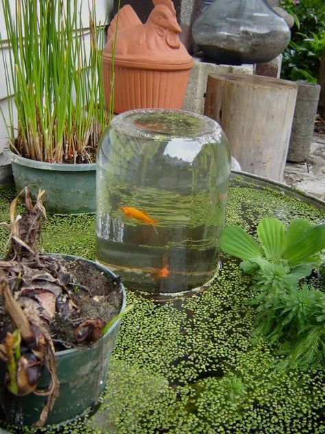 Fish tower - large jar is filled in pond, then raised upsidedown and secured on a stand in the pond. Lip of jar is just below surface. Fish come swim in the tower. Photo by calamity_j on Gardenweb.com Fish Tower, Kolam Koi, Taman Air, Backyard Pond, Pond Landscaping, Garden Types, Have Inspiration, Fish Ponds, Ponds Backyard