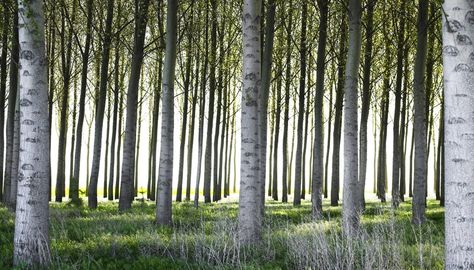 Cottonwood Leaf, Poplar Tree, Tree Identification, Magical Tree, Cedar Trees, Ornamental Trees, Tree Leaves, Tree Bark, Petrified Wood