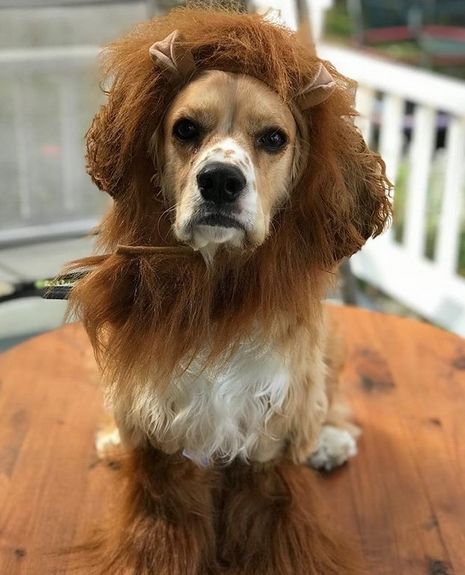 14 Halloween Costume Ideas For Cocker Spaniels Cocker Spaniel Halloween Costume, Cocker Spaniels, Interesting Ideas, Halloween Costume Ideas, Halloween Animals, Cocker Spaniel, Fall Leaves, Costume Ideas, Spaniel