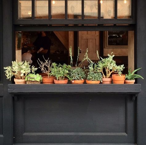 potted plants Black Woodwork, Plant Window Sill, Window Planter, Green Window, Kitchen Window Sill, Window Garden, Window Plants, Wall Colour, Plants Are Friends