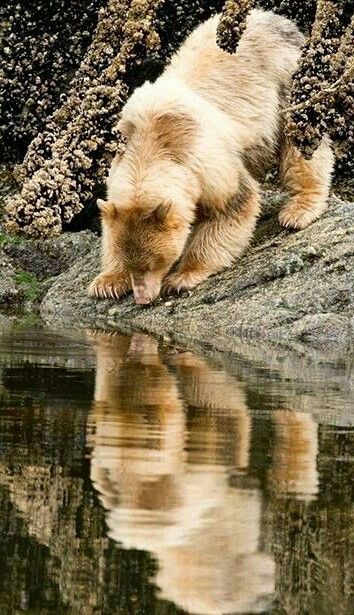 Beautiful Kodiak Bear! Kermode Bear, Photo Ours, Great Bear Rainforest, Kodiak Bear, Sloth Bear, Spirit Bear, Power Animal, He Lives, Majestic Animals