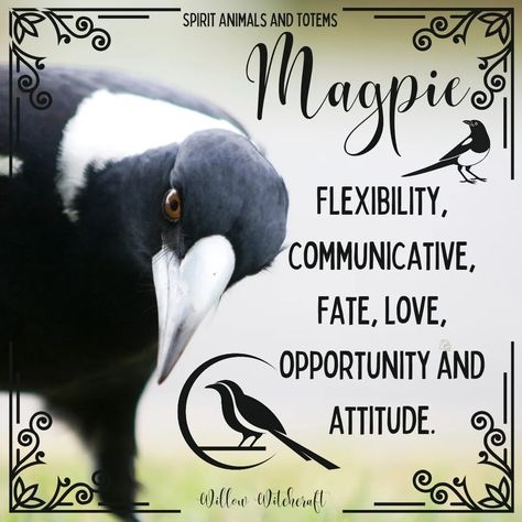 Magpie Spiritual Meaning, Magpie Meaning, Magpie Symbolism, Animal Omens, Garden Shrine, Animal Totem Spirit Guides, Tree Hugging, Spirit Animal Meaning, Animal Meanings