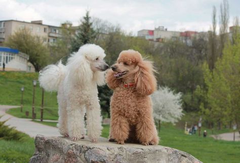 How Much do Miniature Poodles Cost? - PatchPuppy.com Miniature Poodle Cuts, Miniature Red Poodle, Apricot Poodle Puppy, Miniature Dog Breeds, Poodle Rescue, Miniature Poodles, Apricot Poodle, Apricot Standard Poodle, Small Poodle