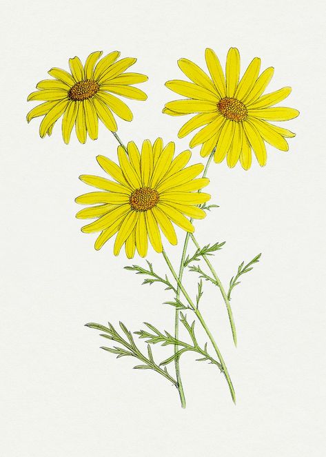 Yellow Flowers Illustration, Yellow Flowers Drawing, Flower Tshirt Design, Vintage Images Printable, Daisy Flower Drawing, Public Domain Illustrations, Daisy Image, Doodle Pictures, Yellow Chrysanthemum