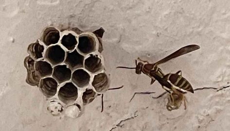 Learn the 7 steps that keep wasps from building nests. By preventing wasps from building their nests, you'll stop them from coming back to your home. Diy Fake Wasp Nest, Fake Wasp Nest, Bee Repellent, Wasp Nest Removal, Wasp Repellent, Get Rid Of Wasps, Wasp Stings, Bad Bugs, Beekeeping For Beginners