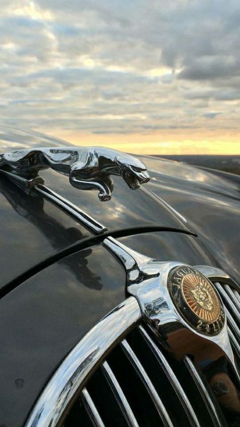 Jaguar Car Logo, Jaguar V12, Jaguar Mk2, Jaguar Type E, Jaguar (cars), Classic Motors, Jaguar Car, Car Emblem, Hood Ornaments