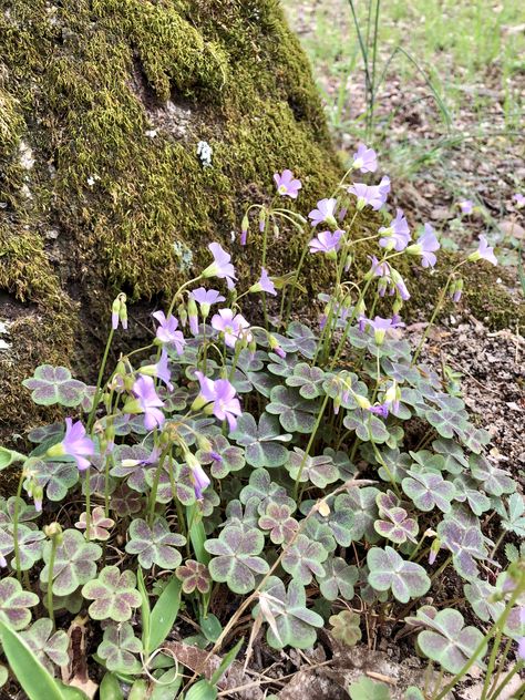 Violet Wood Sorrel Violet Wood Sorrel, Tennessee Plants, Utah Landscaping, Floral Reference, Urban Foraging, Witches Garden, Wood Violet, Town Garden, Wildflower Drawing