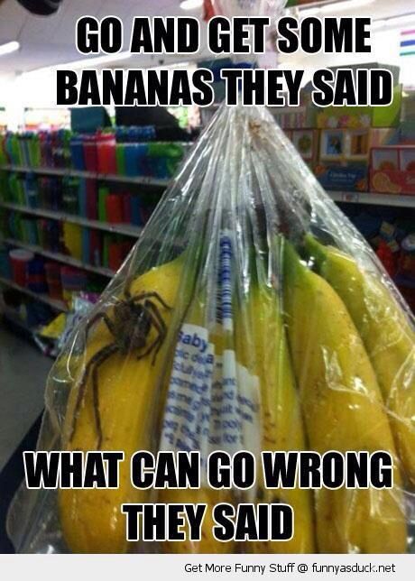 Spiders Australian People, Kill It With Fire, Banana Bag, People Problems, Have A Laugh, Laughing So Hard, Funny Fails, Bones Funny, Bananas