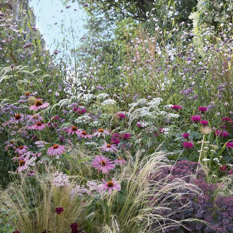 Prairie Garden Design, Cottage Garden Colour Scheme, Planting Schemes Uk, Garden Colour Schemes, Matrix Gardening, Cottage Garden Planting Scheme, Uk Native Garden Plants, Garden Color Scheme, Colourful Australian Native Garden