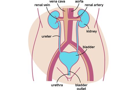 Strep Throat, Pelvic Floor Exercises, Sciatic Nerve Pain, Hormone Replacement, Sciatic Nerve, Pelvic Pain, Floor Workouts, Nerve Pain, Ask For Help