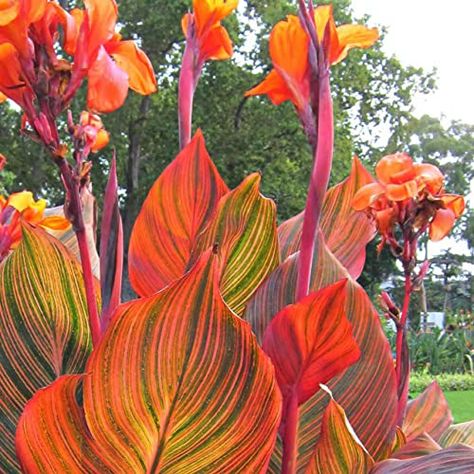 Canna Lily Orange Tropicana Live Plant V A R I E G A T E D RED Yellow - (1) Plant Canna Lily Care, Canna Flower, Lily Care, Lily Seeds, Bonsai Seeds, Canna Lily, Lily Bulbs, Plant Seedlings, Fleur Orange