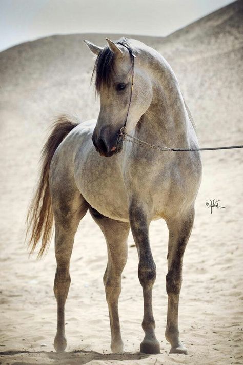 Beautiful dappled grey Arabian. Arabian Painting, Horse Sketches, Arab Horse, Hyperrealism Paintings, Painted Horse, Pony Breeds, Beautiful Arabian Horses, Arabian Beauty, Most Beautiful Horses