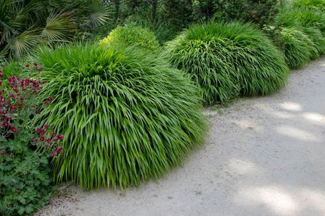 The Best Low Maintenance Shade Plants — Meadowlark Journal Shade Tolerant Grass, Hakone Grass, Hakonechloa Macra, Deer Resistant Flowers, Living Pool, Japanese Forest, Perennial Grasses, Deer Resistant Plants, Plants For Hanging Baskets