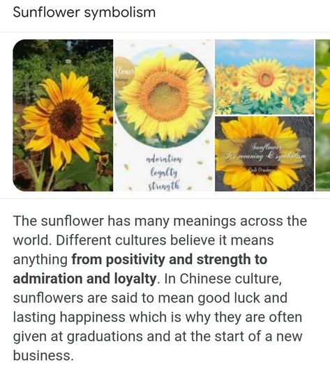 Meaning Sunflower, Peace And Love Quotes, Meaning Of Sunflower, Symbolism Meaning, Wild Foraging, Soul Collage, Vintage Boho Wedding, Sunflower Pictures, Flower Meanings