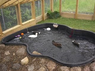 Pond For Ducks, Duck House Diy, Preformed Pond, Duck Ponds, Duck Enclosure, Call Ducks, Duck Pen, Duck Houses, Duck Pens