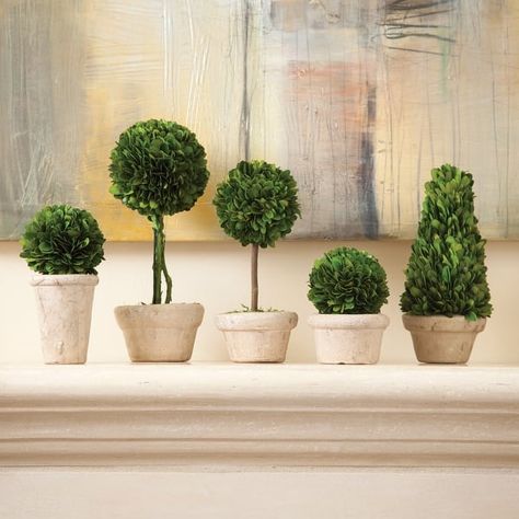 Boxwood Topiaries In Pots, Set Of 5 - On Sale - Bed Bath & Beyond - 33008390 Preserved Boxwood Topiary, English Boxwood, Preserved Boxwood, Pots Set, Boxwood Topiary, Construction Crafts, Topiaries, Faux Plants, Pot Sets