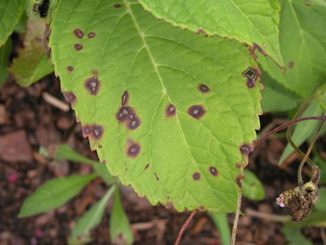 Leaf Spots On Hydrangea Shrub: How To Prevent, Treat & Control - Wilson Bros Gardens Hydrangea Diseases, Big Leaf Hydrangea, Bigleaf Hydrangea, Hydrangea Shrub, Hydrangea Leaves, Endless Summer Hydrangea, White Flower Farm, Hydrangea Bush, Oakleaf Hydrangea