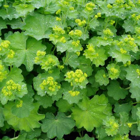 Ladys Mantle, Common Garden Plants, Alchemilla Mollis, Garden Flowers Perennials, Lady's Mantle, Hardy Geranium, Cardinal Flower, Shade Flowers, Woodland Garden