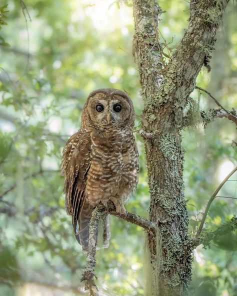 Pacific Northwest Animals, Northern Spotted Owl, Spotted Owl, Endangered Species, Birds Of Prey, Pacific Northwest, Dark Academia, North West, Owls