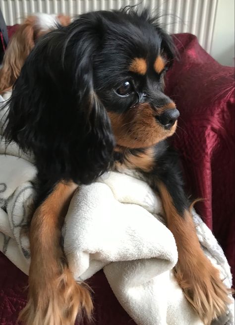 King Charles Cavalier Spaniel Black, Puppy Dog Pictures, Cavalier King Spaniel, King Spaniel, King Charles Puppy, Cavalier Puppy, Cavalier King Charles Dog, King Charles Cavalier Spaniel Puppy, King Charles Dog