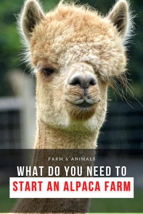 Alpaca Shelter Ideas, Easy Farm Animals, Raising Alpacas, Alpaca Farming, Alpaca Facts, Fiber Farm, Alpaca My Bags, Raising Ducks, Alpaca Fleece