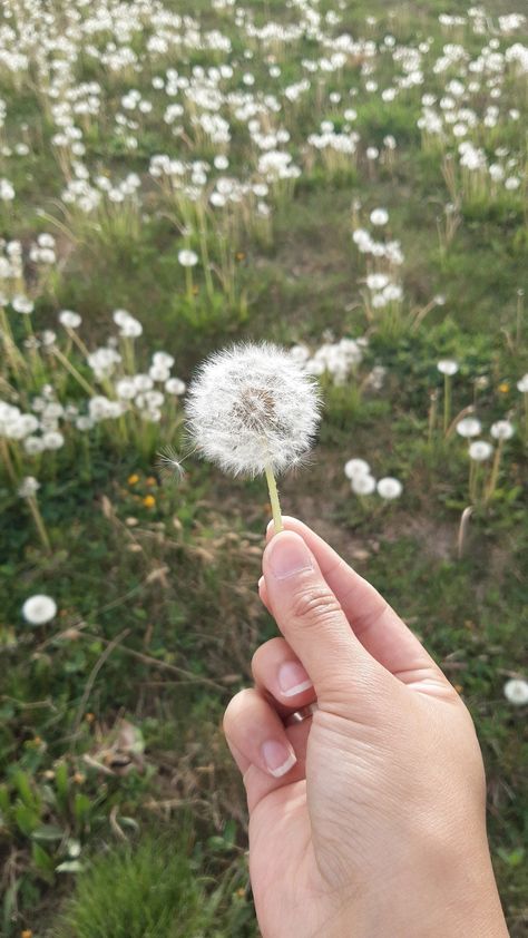 Make a wish ! Wish Flower, Ice Queen, Character Sheet, Make A Wish, Dandelion, Mood Board, Flowers