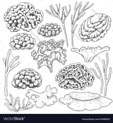 Sketch of corals set vector image Coral Drawing, Ocean Drawing, Coral Draw, Coral Art, Texture Drawing, Photo Sketch, White Set, Environment Concept Art, Natural Elements