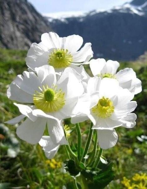 New Zealand Flowers, New Zealand Flora, Nz Flowers, Flower Species, Tuberous Begonia, Heritage Rose, Flora Garden, Mount Cook, New Zealand Landscape