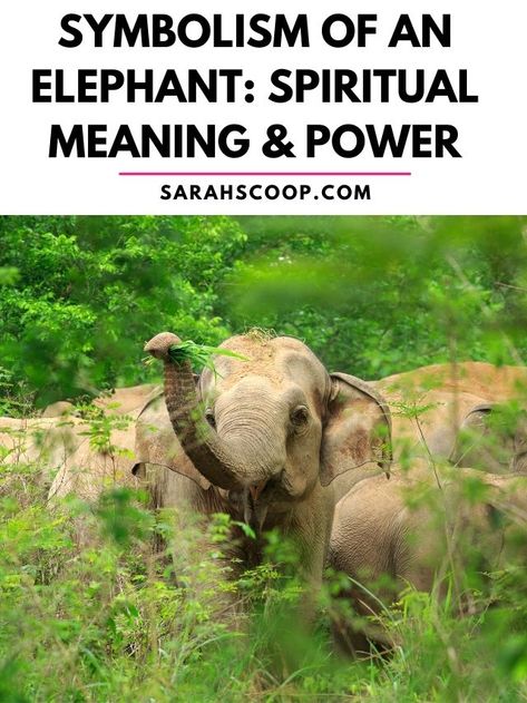 Elephant Spiritual Meaning, What Do Elephants Symbolize, Elephant Symbolism, Elephant Meaning, Elephant Face, Tea Reading, Power Animal, Symbols And Meanings, Elephant Figurines