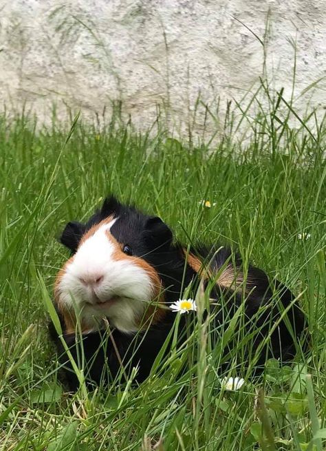 Guinea Pigs Funny, Pig Care, Baby Guinea Pigs, Cutee Animals, Pet Guinea Pigs, Guinea Pig Care, Cute Guinea Pigs, Guinea Pig Cage, Fluffy Animals