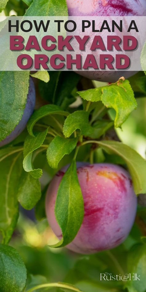 Wanting to grow fruit in your own backyard? Here is how to plan your backyard orchard for your suburban yard or small homestead. #orchard #gardening Suburban Orchard, Homestead Orchard, Small Orchard, Backyard Orchard, Small Homestead, Mediterranean Garden Design, Cold Frames, California Backyard, Self Sufficiency