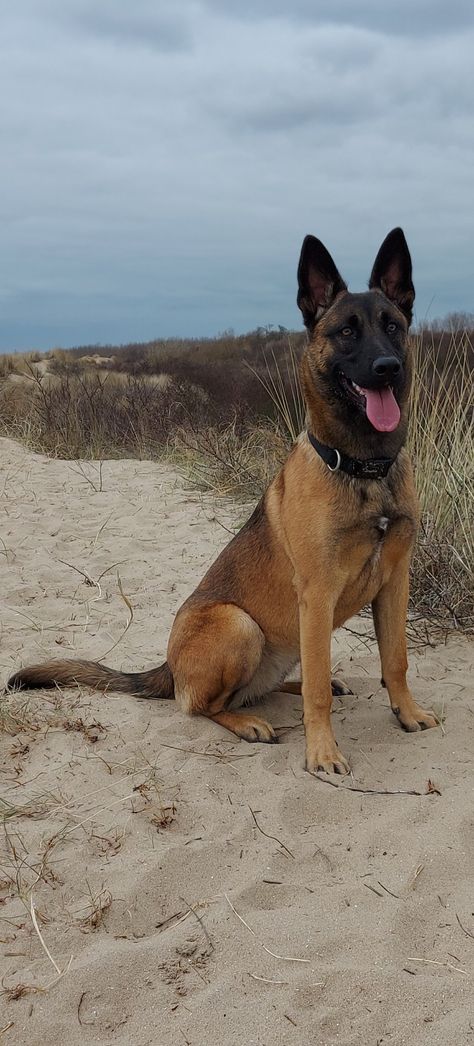 Belgian Malinois Aesthetic, Black Malinois, Belgium Shepherd, Baby German Shepherds, Berger Malinois, Belgium Malinois, Army Dogs, Belgian Malinois Dog, K9 Unit