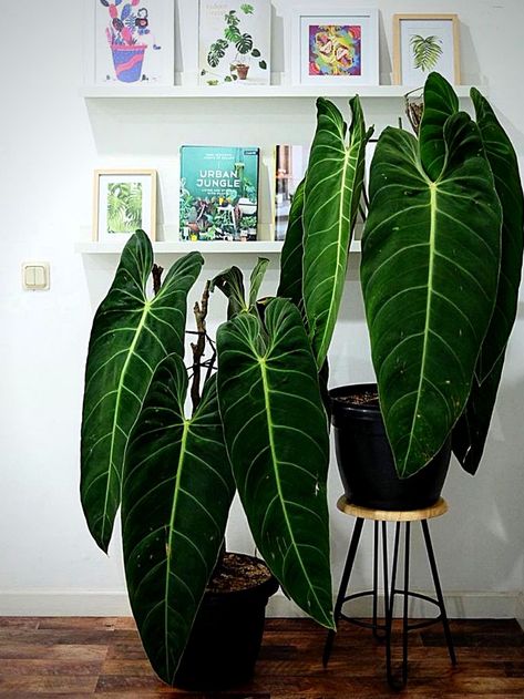 Philodendron Melanochrysum, Plant Goals, Philodendron Plant, نباتات منزلية, Garden Types, Indoor Jungle, Interior Plants, Starter Plants, Natural Home Decor