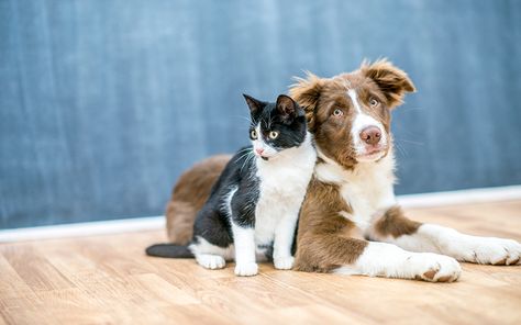 Cat Dander, Friends Day, Pet Holiday, Cat Names, Cat Accessories, Losing A Pet, Pet Safe, Charles Spaniel, Cavalier King Charles Spaniel