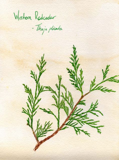 western red cedar is the plan. Cedar Botanical Illustration, River Drawing, Tattoo 2023, Tree Study, Botanical Drawing, Leaf Photography, Cool Piercings, Mean Green, Cedar Trees