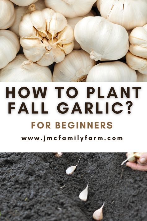 How To Plant Garlic Planting Garlic In Fall In Containers, How To Plant Garlic In The Fall, Growing Garlic From Cloves, Plant Garlic In Fall, Planting Garlic In Fall, Garlic Varieties, How Deep To Plant Garlic, How To Plant Garlic, When To Plant Garlic