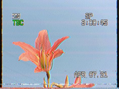 A flower shot on Retro VHS Tape 📼. Vhs Tapes Aesthetic, Tape Aesthetic, Vhs Aesthetic, Light Breakfast, Vhs Tape, Vhs Tapes, Air Brush, Beauty Shots, + Core + Aesthetic