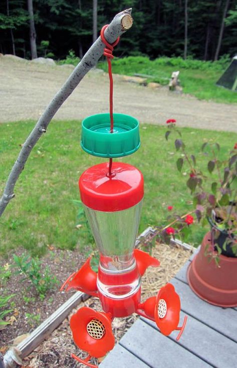 Hummingbird Feeder Diy, Diy Hummingbird Feeder, Ant Moat, Hummingbird Food, Hummingbird Nectar, Homemade Bird Feeders, Hummingbird Feeder, Hummingbird Garden, Diy Birds