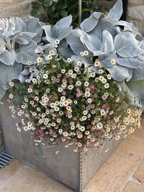 Galvanised Planter Ideas, Galvanised Planter, Front Door Planters, David Austin Rose, Door Planter, Galvanized Planters, Austin Rose, Planter Ideas, David Austin Roses