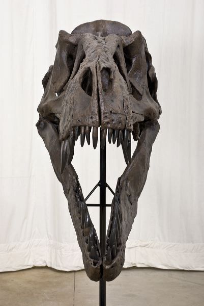 T Rex Front View, Tyrannosaurus Skeleton, Trex Skull, Dino Skull, T Rex Skull, Prehistoric Mammals, Graphic Novel Illustration, Walking With Dinosaurs, Dino Art