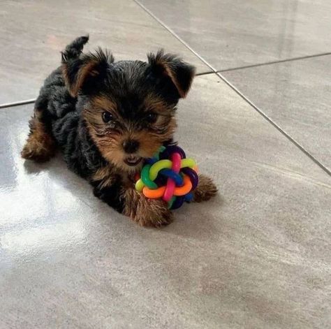 Cute Yorkie Puppies, Yorker Puppies, Cute Yorkies, Yorkie Teacup Puppies, Yorkies Puppies, Yorkie Poo Puppies, Baby Yorkie, Mini Yorkie, Big Dogs Breeds