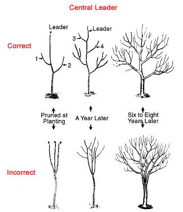 Pruning Apple Trees, Prune Fruit, Fruit Growing, Meyer Lemon Tree, Pruning Fruit Trees, Growing Fruit Trees, Tree Pruning, Plum Tree, Peach Trees