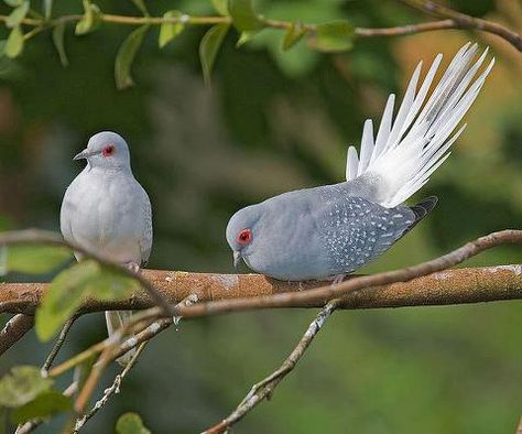 Diamond doves Diamond Dove, Pigeon Breeds, Dove Pigeon, Racing Pigeons, Dove Bird, Pets For Sale, Pretty Birds, Bird Feathers, Love Birds