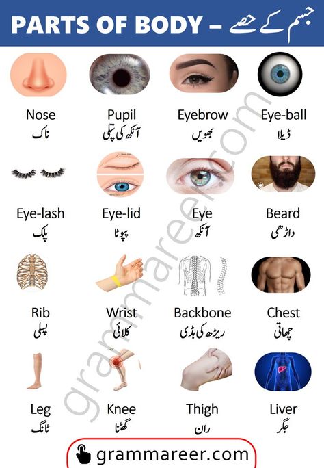 Parts of Body in Urdu, Body parts vocabulary with Urdu meanings Human Body Name, Famous Scientists Posters, Human Body Vocabulary, Body Name, Parts Of Body, English Conversation Learning, Basic English Sentences, English Phrases Sentences, English Transition Words