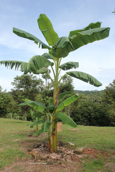 This post is about our banana tree. (I would of course need a permission, probably in writing, before I even think about writing something on Nana, ... Garden With Fruit Trees, Banana Leaf Tree, Bangladeshi Food, Fabrication Work, Banana Blossom, Backyard Garden Layout, Banana Plants, Banana Tree, Veg Garden